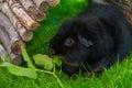 Black guinea pig in the sun eating Royalty Free Stock Photo