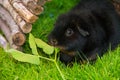 Black guinea pig in the sun eating Royalty Free Stock Photo