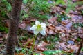 Schwarzkogel - Christmas roses or black hellebore (Helleborus niger) blooming in early spring at Ogrisalm Royalty Free Stock Photo