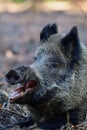 Wild boar female lies on forest floor and wakes up