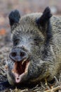 Wild boar female lies on forest floor and wakes up Royalty Free Stock Photo
