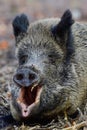 Wild boar female lies on forest floor and wakes up