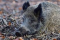 Wild boar female sleeping relaxed on forest floor Royalty Free Stock Photo