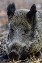 Wild boar female lies on forest floor and wakes up
