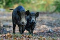 Wild boar young animals foraging in autumn forest Royalty Free Stock Photo