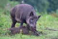 Wild boar sow cleans one of its lying young, summer, lower saxony, sus scrofa, germany Royalty Free Stock Photo