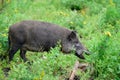 Wild boar sow cleans one of its lying young Royalty Free Stock Photo