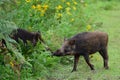 Wild boars greet each other with the nose Royalty Free Stock Photo