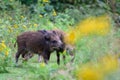 Wild boar young animals having a dispute in the forest Royalty Free Stock Photo