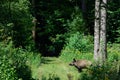 Wild boar female standing by a forest path Royalty Free Stock Photo