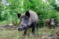 Wild boar female with piglets in summer forest