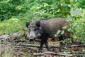 Wild boar young animal looking for food in the forest Royalty Free Stock Photo