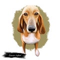 Schweizer laufhund dog animal breed with long ears German puppy digital art illustration. Pet of German origin doggy