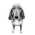 Schweizer laufhund dog animal breed with long ears German puppy digital art illustration. Pet of German origin doggy portrait