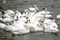 Swans on Lake Attersee, Austria