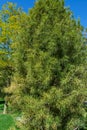 Sciadopitys verticillata, Japanese umbrella pine branch. Rare endangered plant in Japanese garden