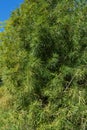 Sciadopitys verticillata, Japanese umbrella pine branch. Rare endangered plant in Japanese garden of Royalty Free Stock Photo