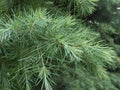 Sciadopitys Verticillata (Japanese Umbrella Pine) Tree Branches. Royalty Free Stock Photo