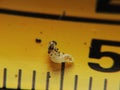 Sciaridae larva Royalty Free Stock Photo