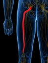 The Sciatic Nerve Royalty Free Stock Photo