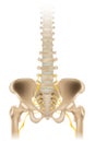 Sciatic Nerve or ischiadic nerve. Medical illustration of the human spine and pelvis.