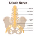 Sciatic nerve. Lower back and lower limbs ischiadic nerve. Human nervous