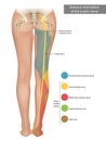 The Sciatic Nerve. Sensory innervation of the sciatic nerve. Sciatica.