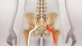 Sciatic Pinched Nerve 3D Render Royalty Free Stock Photo