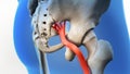 Sciatic Pinched Nerve 3D Render