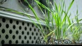 Science barley Hordeum vulgare leaves leaf biotechnology phytotron laboratory plant gmo, research medical plants