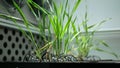 Science barley laboratory Hordeum vulgare leaves leaf biotechnology phytotron plant gmo, research medical plants