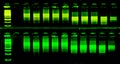 The science DNA analysis by PCR-RFLP of Apis mellifera by gel electrophoresis, PCR band of honey bees, DNA sequencing technique. Royalty Free Stock Photo