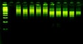 The science DNA analysis by PCR-RFLP of Apis mellifera by gel electrophoresis, PCR band of honey bees, DNA sequencing technique an Royalty Free Stock Photo