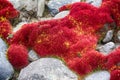 Cushion red moss in Arctic