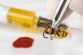 Science entomologist with tweezers examines wasp