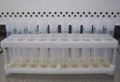 Science equipment : microbiology media in test tube