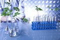 Science experiment with plant laboratory Royalty Free Stock Photo