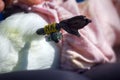 Ornithologist ringed kittiwake and attaches JPS-logger Royalty Free Stock Photo