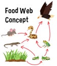 Science food web concept Royalty Free Stock Photo