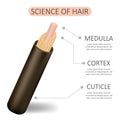 Science of hair. Anatomical training poster. Hair structure. Detailed medical vector illustration isolated on white