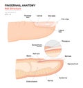 Science of human body. Anatomical training poster. Fingernail Anatomy. Structure of human nail. Cross-section of the finger Royalty Free Stock Photo