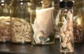 Science Laboratory: Cuttlefish Sample Royalty Free Stock Photo