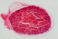 Science medical anthropotomy thyroid gland