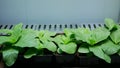 Tobacco Nicotiana tabacum science biotechnology phytotron laboratory flower leaves leaf gmo, research medical plants experimental