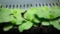 Tobacco Nicotiana tabacum science biotechnology phytotron laboratory flower leaves leaf gmo, research medical plants