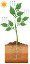 Science transpiration in plants