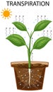 Science transpiration in plants