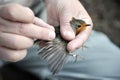 Scientific bird ringing