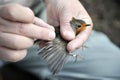 Scientific bird ringing Royalty Free Stock Photo
