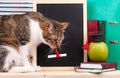 Scientific cat Royalty Free Stock Photo